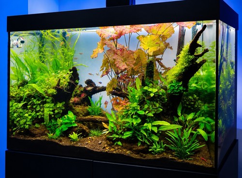 Evolution aqua 300l co2 - evolution,