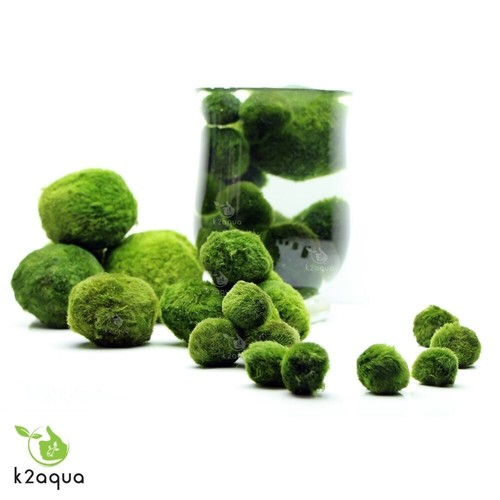All sizes marimo moss - sizes, balls